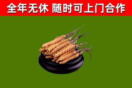 巴里坤回收冬虫夏草
